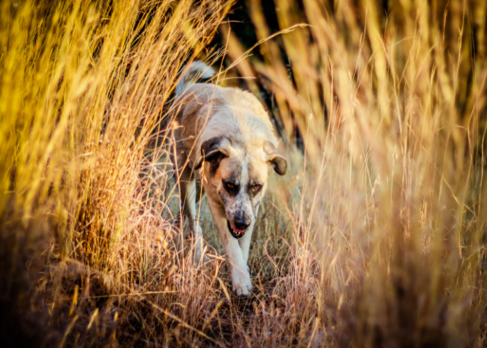 Rafeiro do Alentejo.