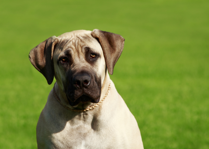 Mastif angielski dorosły.