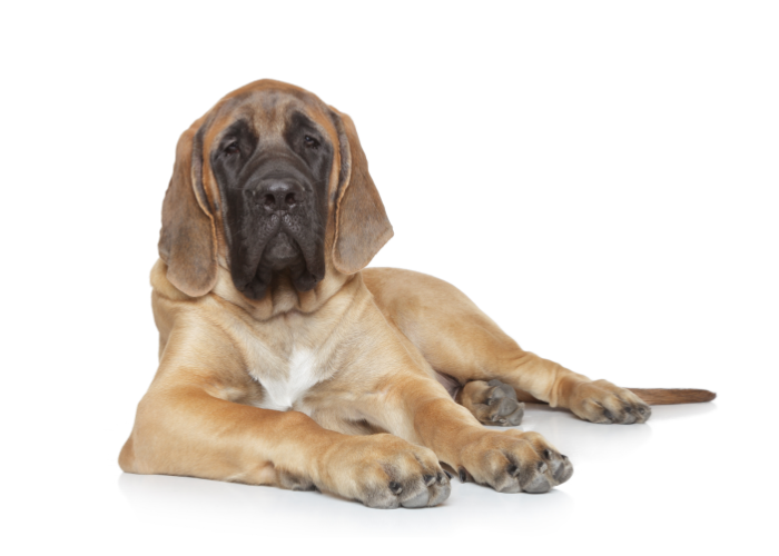 Szczeniak mastifa angielskiego.