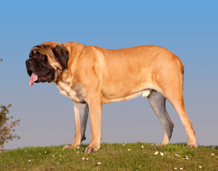 Sylwetka mastifa angielskiego.