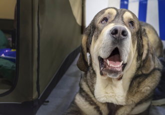 Mastif hiszpański płowy.