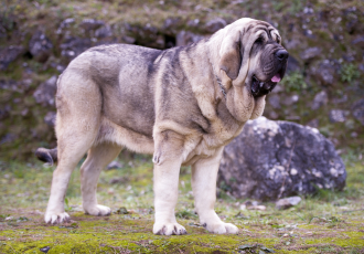 Mastif hiszpański wygląd.