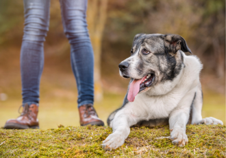 Masif hiszpański łaciaty.