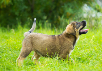Szczeniak mastifa hiszpańskiego.