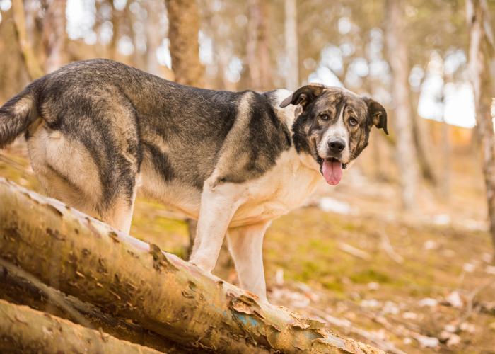 Mastif hiszpański w lesie.