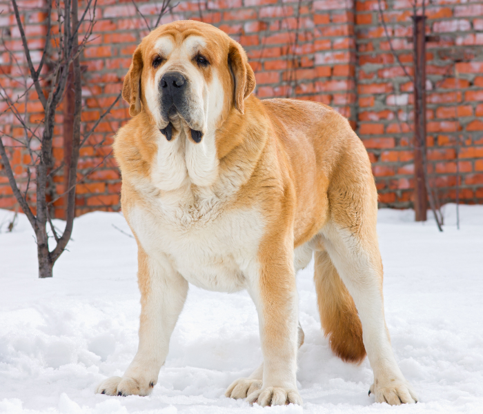 Łaciaty mastif hiszpański na śniegu.