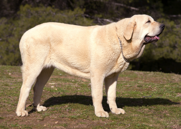 Mastif hiszpański żółty,