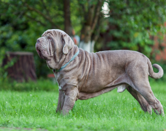 Wzorzec mastifa neapolitańskiego.