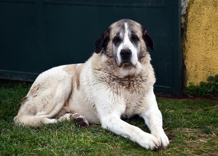 Mastif pirenejski leży.