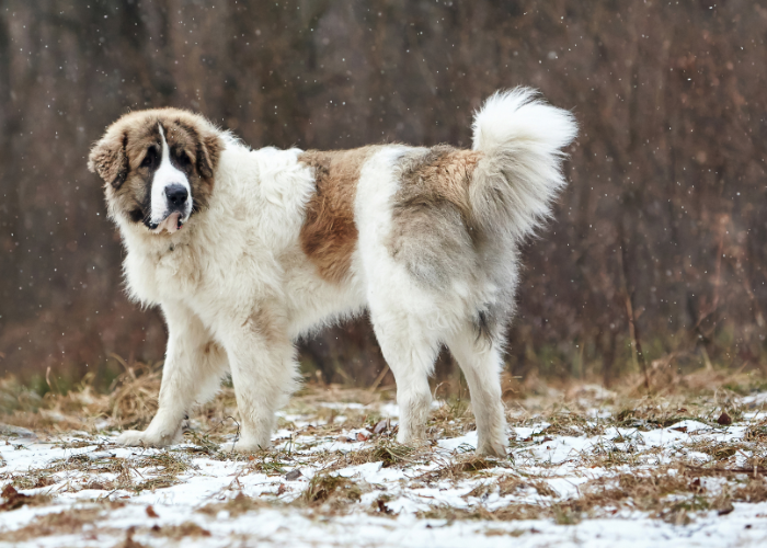 Biały mastif pirenejski w brązowe łaty..
