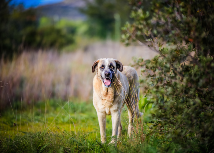 Mastif portugalski.