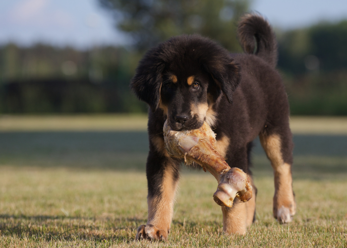 Szczeniak mastifa tybetańskiego.