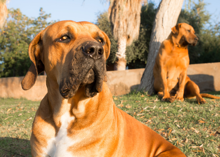 Mastify południowoafrykańskie