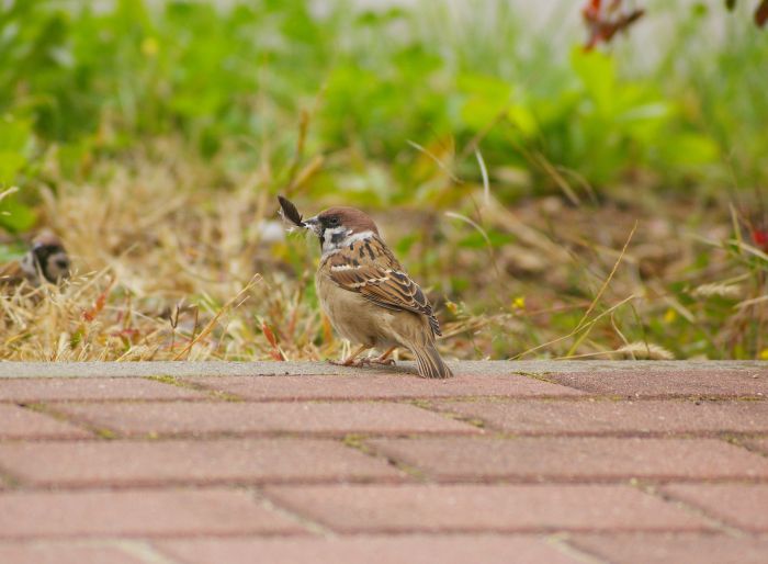 Mazurek z piórkiem w dziobie.