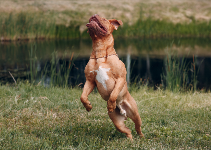 Dogue de Bordeaux z mocno widocznym umięśnieniem.