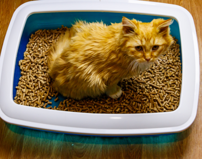 Kot z mocznicą ma charakterystyczną sierść.