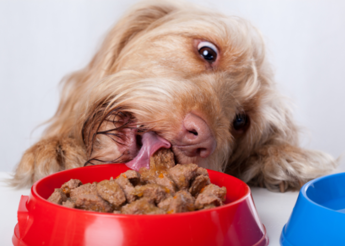 Mokre karmy Josera dla psa.