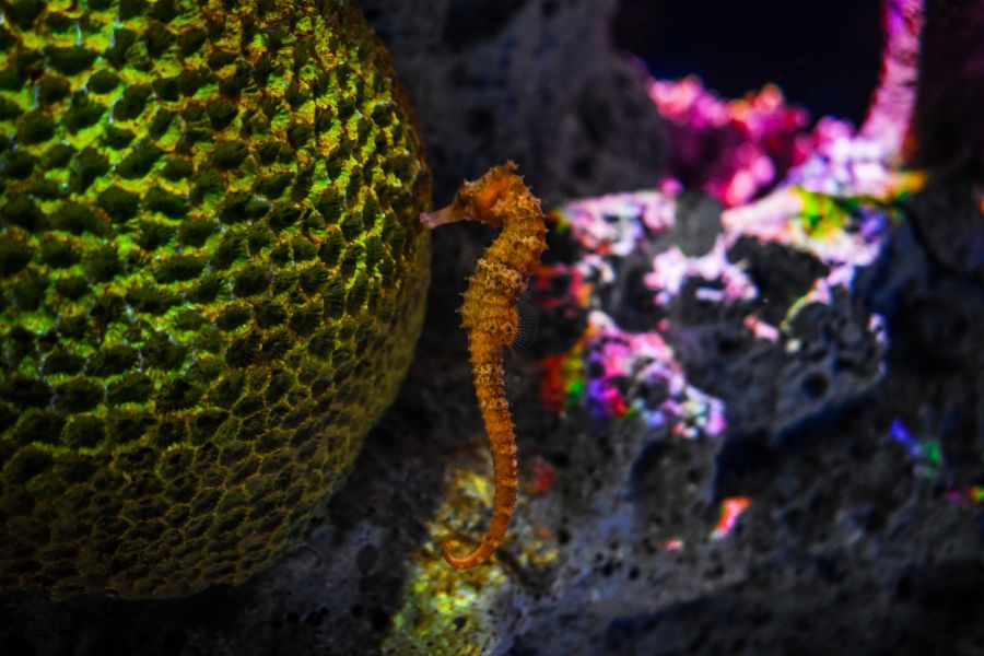 Konik morski w akwarium.