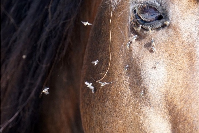 Muchy końskie żerują na koniu.