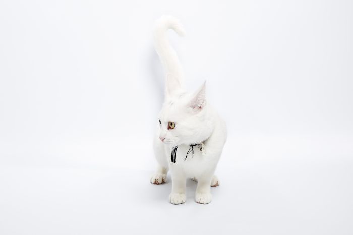 Kot munchkin o białym umaszczeniu.
