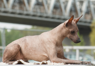 Nagi pies peruwiański siedzi w pozycji sfinksa.