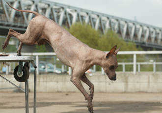 Nagi pies peruwiański skacze.