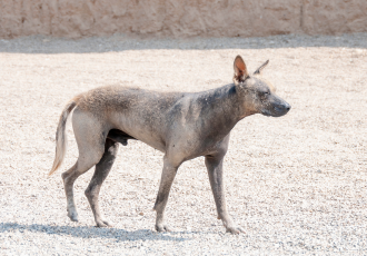 Nagi pies peruwiański z częściową sierścią.