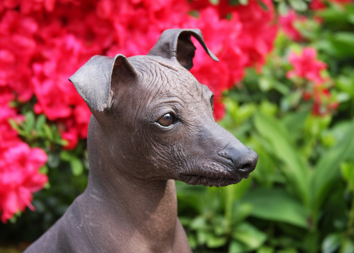 Nagi pies peruwiański.