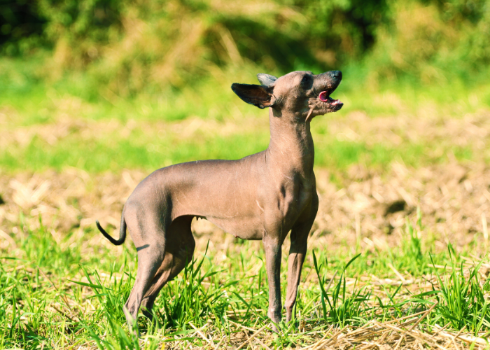 Nagi pies peruwiański miniaturka.