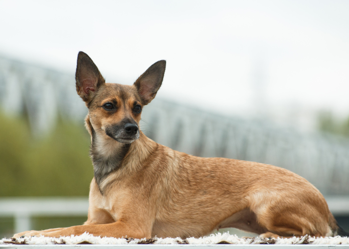 Nagi pies peruwiański.