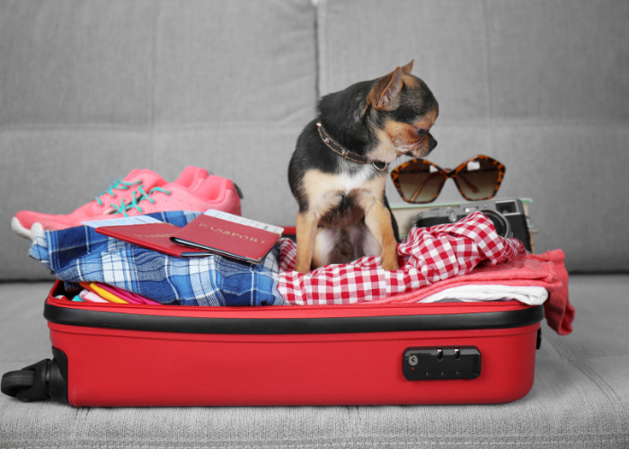 Najmniejsze rasy psów na świecie