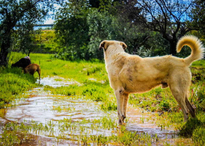 Najstarszy pies świata.