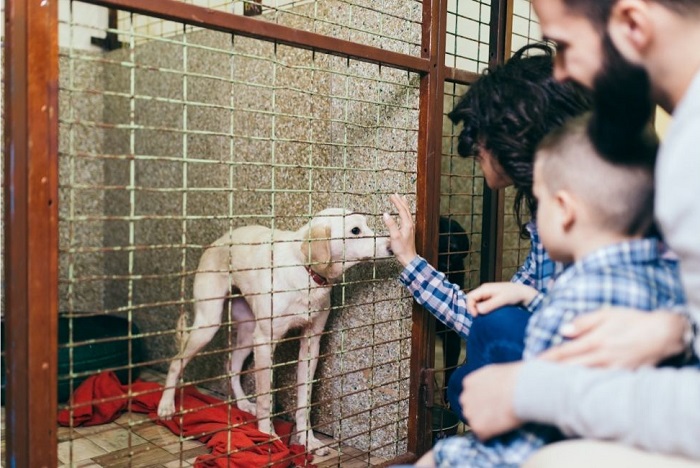 Rodzina w schronisku dla zwierząt wita się z psem.