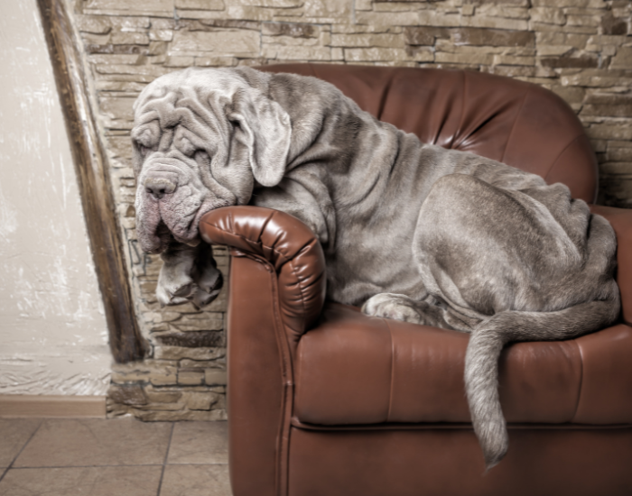 Mastif neapolitański leży na kanapie.