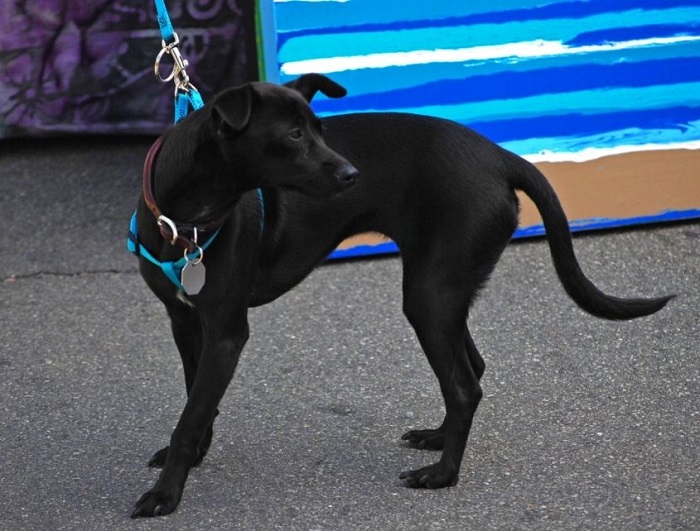 Pies z niską masą ciała.