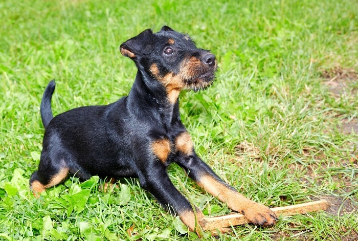 Niemiecki terier myśliwski o gładkiej sierści.