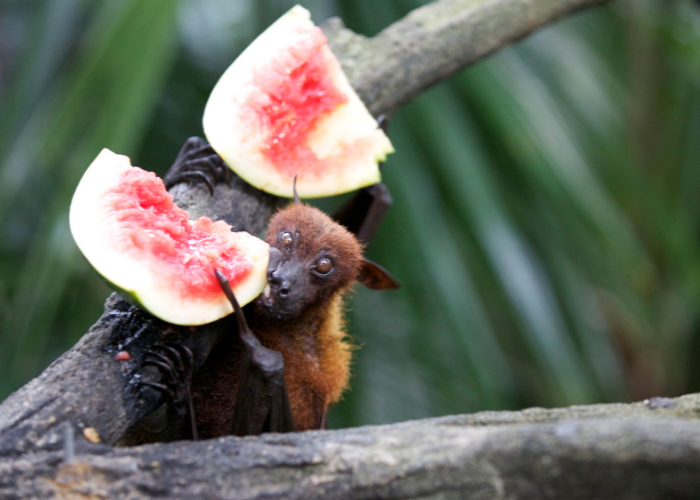 Nietoperz owocowy.