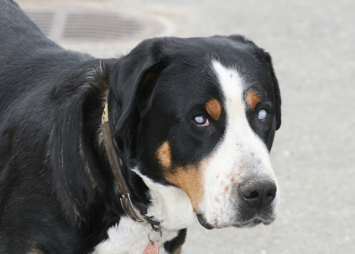 Niewidomy pies entlebucher.