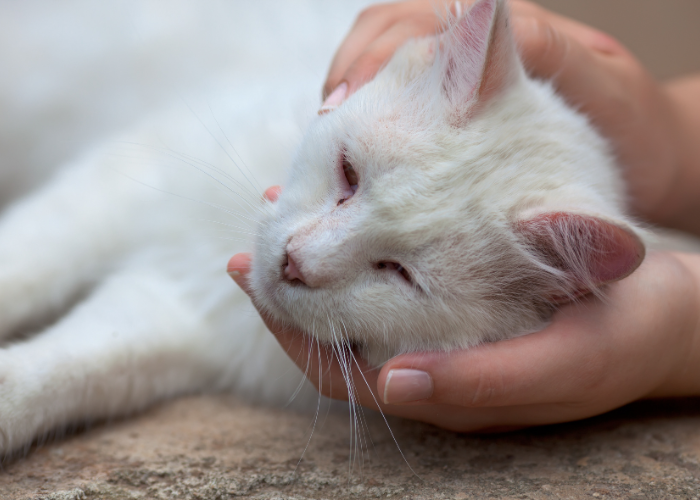 Kot chory z niewydolnością nerek.