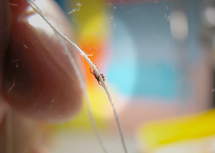 Nimfa kleszcza - ugryzienie.