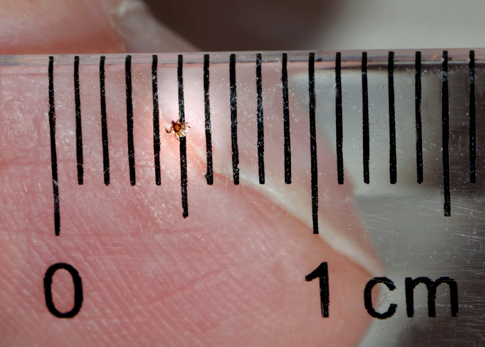 Jak wygląda nimfa kleszcza?