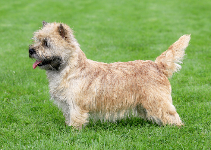 Norwich terrier wzorzec.