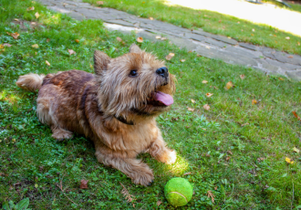 Norwich terrier bawi się piłką.