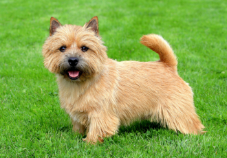 Wystrzyżony norwich terrier.