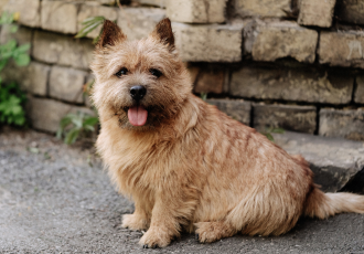 Norwich terrier siedzi.