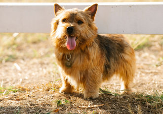 Niestrzyżony norwich terrier.