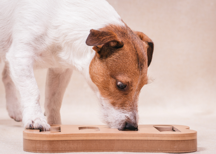 Nosework - ćwiczenia w domu.