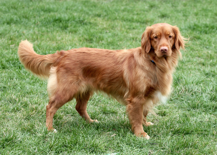 Sylwetka Nova Scotia Duck tolling retirever.