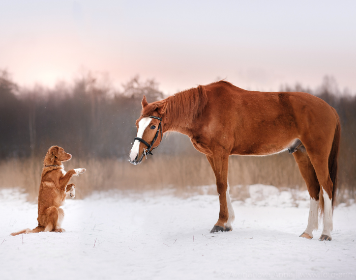 Retriever z Nowej Szkocji stoi przy koniu.