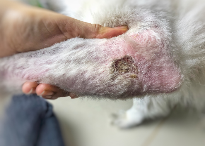 Rak płaskonabłonkowy u psa.